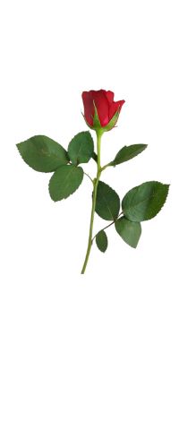 Imagen de Rosa NATURAL